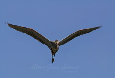 Great Blue Heron over head 25.jpg