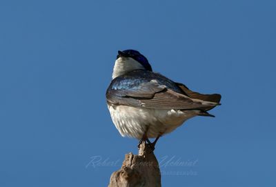 Tree Swallow on post 25.jpg