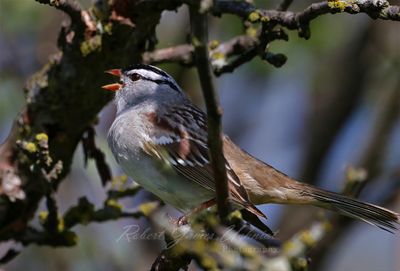 White Crowned Sparrow singing 25.jpg