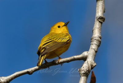 Yellow Warbler on branch back 25.jpg