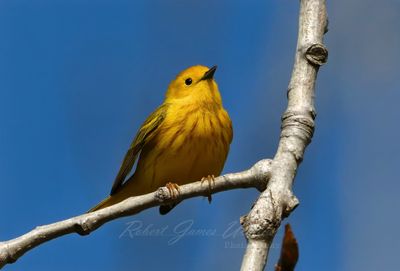 Yellow Warbler on branch front 25.jpg