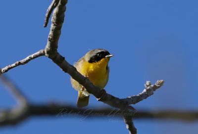 Common Yellow Throat 25.jpg