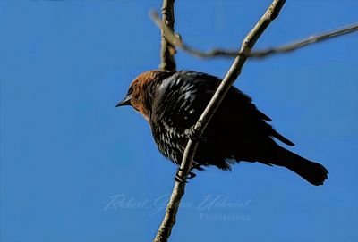 Brown Headed Cowbird on branch 25.jpg