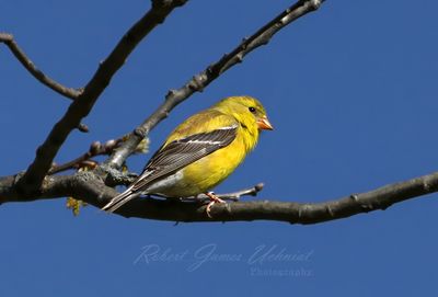 American Goldfinch on branch 25.jpg