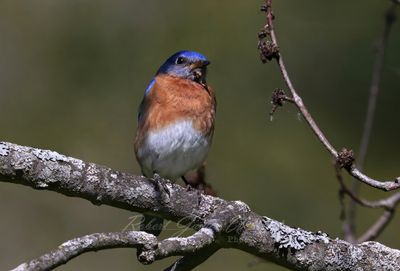 Eastern Bluebird on branch 25.jpg