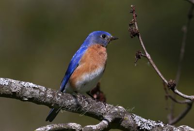 Eastern Bluebird on branch side 25.jpg