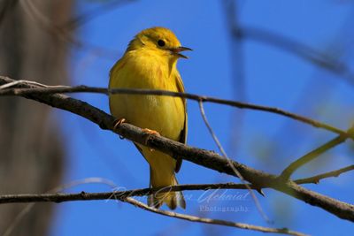 Yellow Warbler on branch close 25.jpg