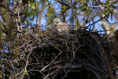 Red Tailed Hawk Eyas in nest 25.jpg