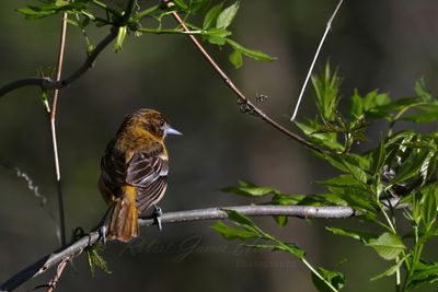 Baltimore Oriole female on branch 25.jpg