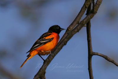 Baltimore Oriole on branch 2 25.jpg