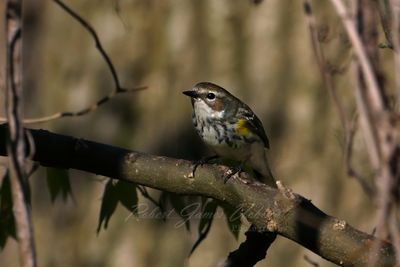 Myrtle Warbler on branch 25.jpg