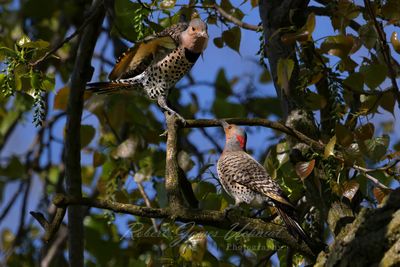 Northern Flicker pair in tree 25.jpg