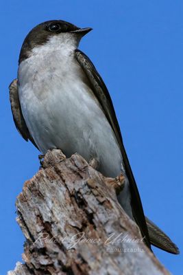 Tree Swallow close up 25.jpg