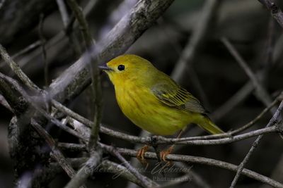 Yellow Warbler in bush 25.jpg