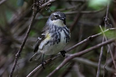 Myrtle Warbler in bush 25.jpg