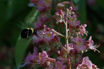Eastern Carpenter bee and Snowberries 25.jpg