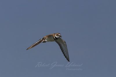 Killdeer in flight sky 25.jpg