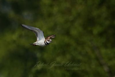 Killdeer in flight trees 25.jpg