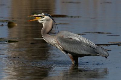 Great Blue Heron swallowing fish 25.jpg