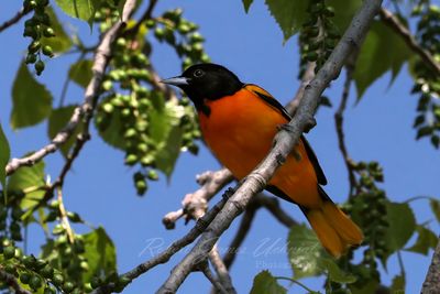 Baltimore Oriole on branch 3 25.jpg