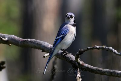 Blue Jay on branch 25.jpg