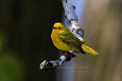 Yellow Warbler on branch 2 25.jpg
