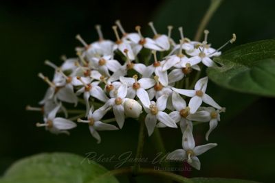 Dogwood Blossoms 25.jpg