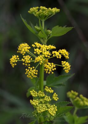 Golden Alexander 25.jpg