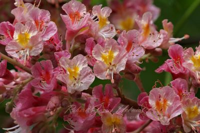 Red Horse Chestnut blossom 25.jpg