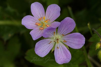 Wild Geranium 25.jpg