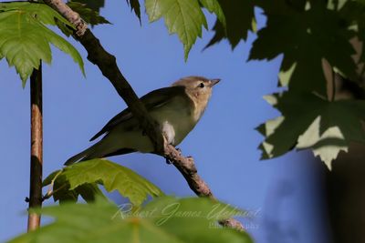 Warbling Vireo female on branch 25.jpg