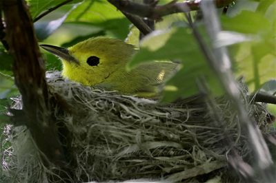 Yellow Warbler in nest 25.jpg