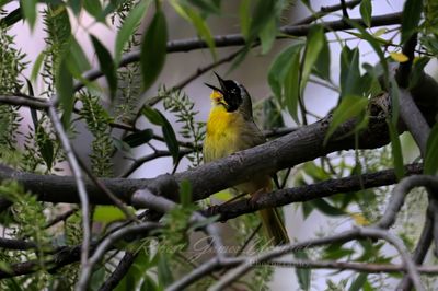 Common Yellowthroat singing 25.jpg