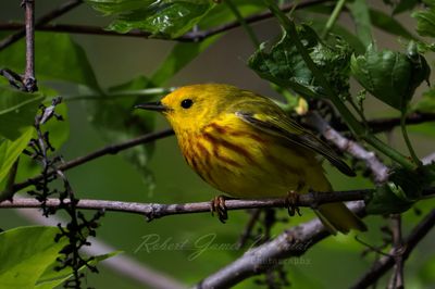 Yellow Warbler in bush 2 25.jpg