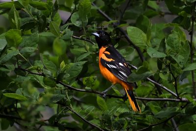 Baltimore Oriole male on branch 25.jpg