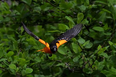 Baltimore Oriole male in flight 25.jpg