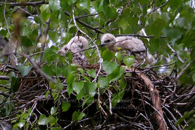 Red Tailed Hawk Eyases in nest 25.jpg