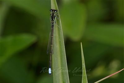 Blue Tailed Damselfly 25.jpg
