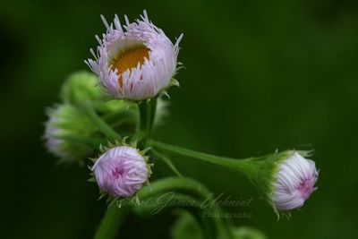 Philadelphia Fleabane2 25.jpg