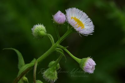 Philadelphia Fleabane3 25.jpg