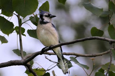 Blue Jay backlit on branch 25.jpg