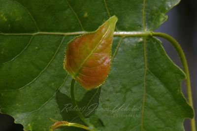 Eastern Cotttonwood leaf sprout 25.jpg