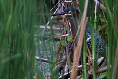 Green Heron in reeds 25.jpg