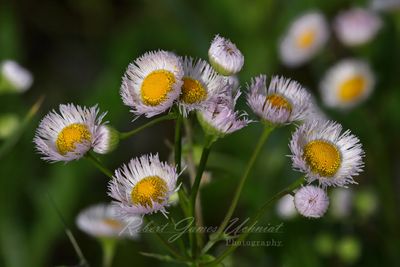 Philadelphia Fleabane group 25.jpg