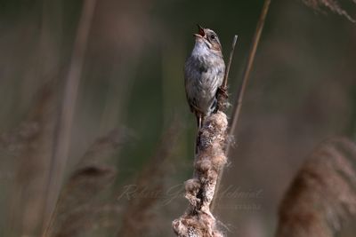 Swamp Sparrow singing on Cattail 25.jpg