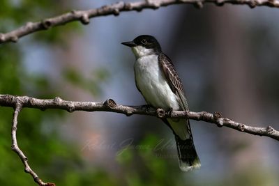 Eastern Kingbird on branch 25.jpg