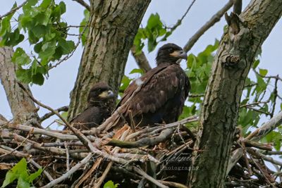 Bald Eagle fledglings in the nest 25.jpg