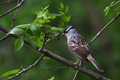 White Crowned Sparrow on branch 25.jpg