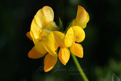 Birds Foot Trefoil 25.jpg
