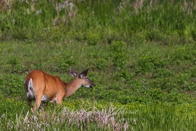 Deer foraging in the marsh 25.jpg